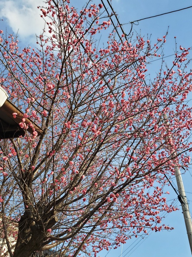 土地　建物　売地　不動産　小山市　島田屋不動産